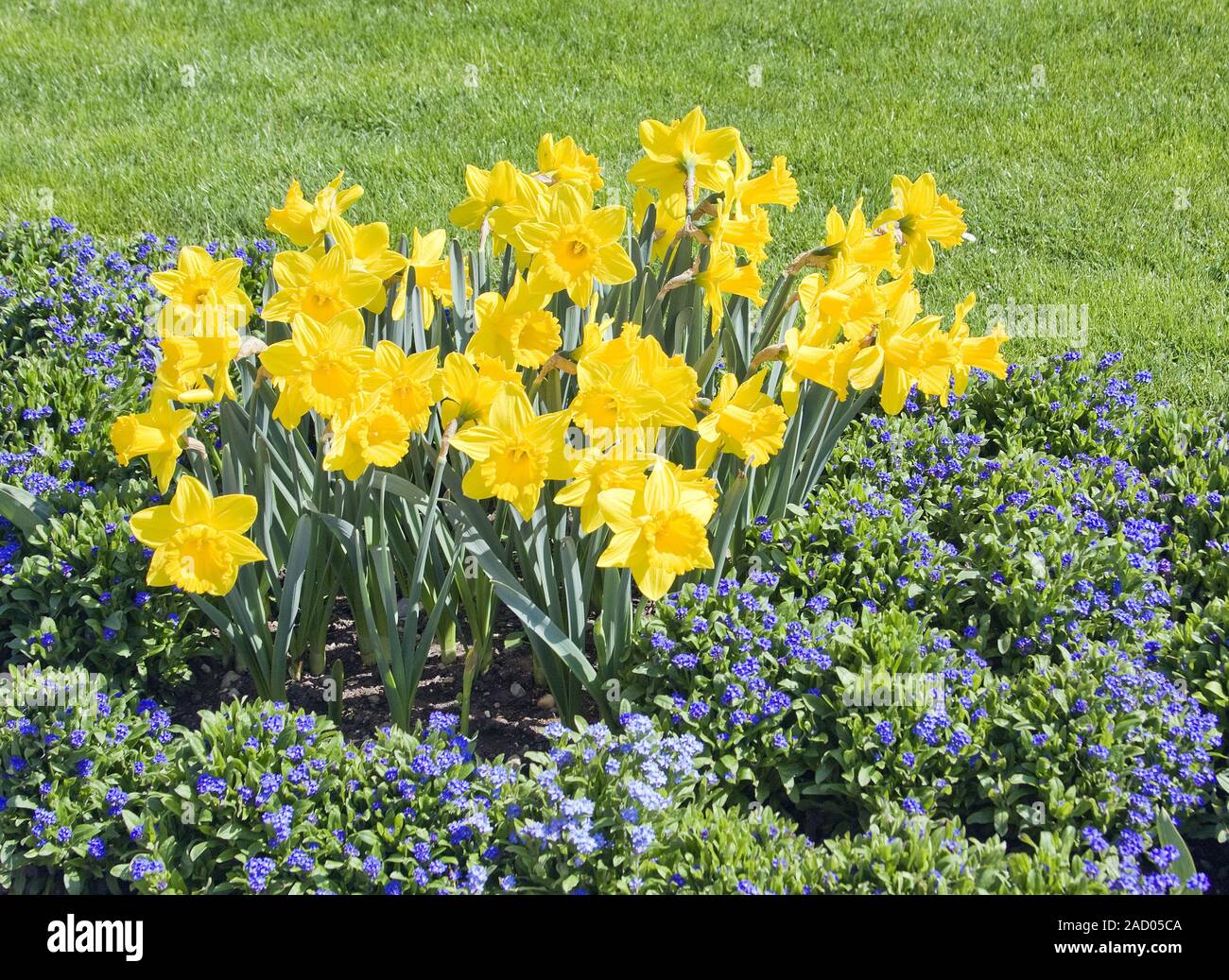 Lent lilys  Narcissus pseudonarcissus with forget me not  Myosotis Stock Photo
