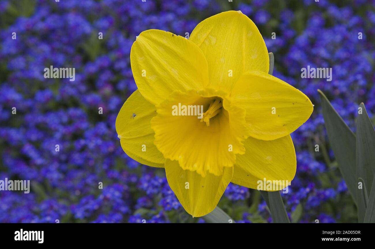 Lent lily  Narcissus pseudonarcissus with forget me not  Myosotis Stock Photo