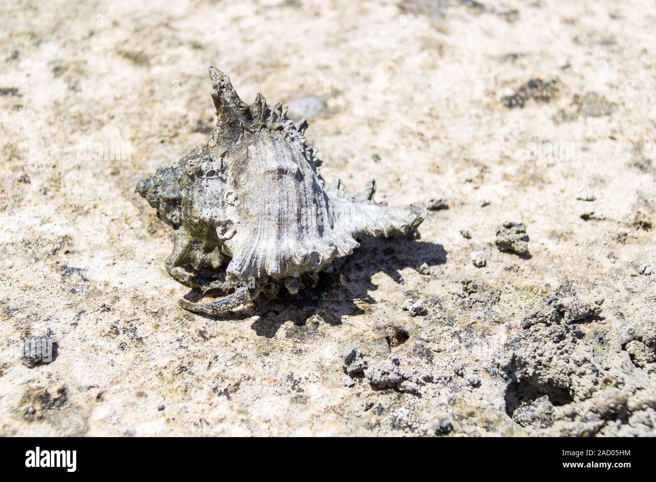 Hermit crab with big shell walking on muddy ground, coast of Zanzibar Stock Photo