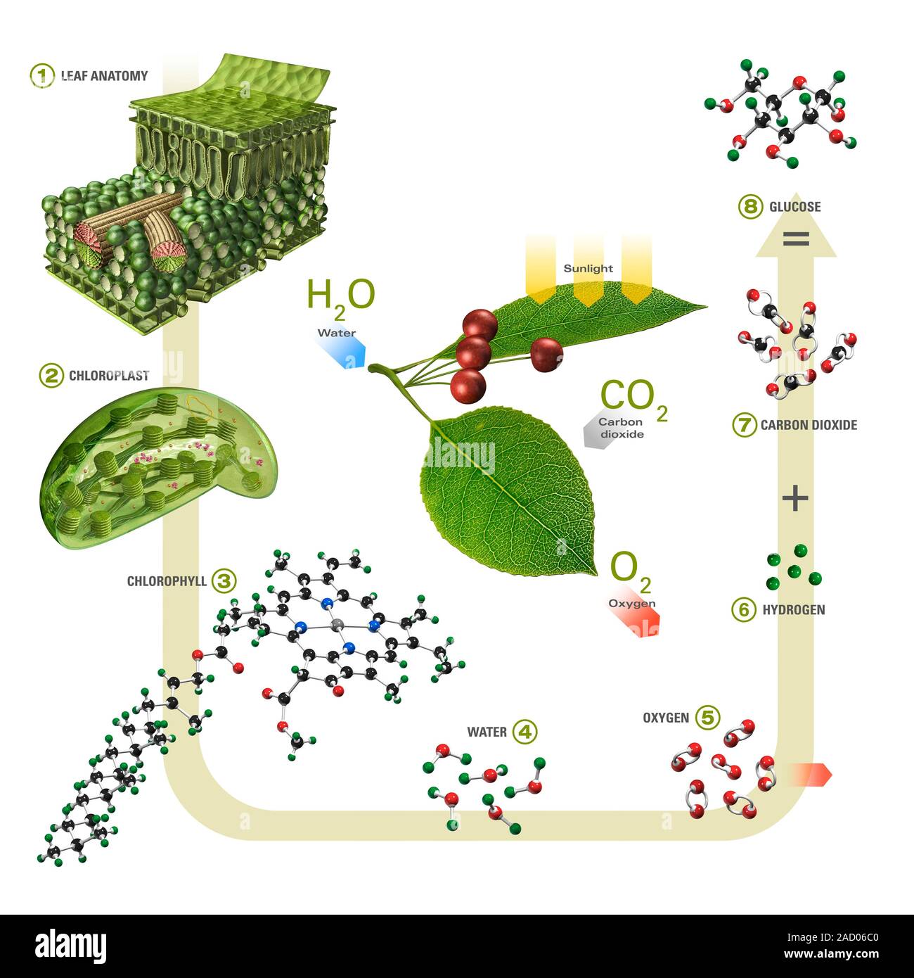 Photosynthesis. Computer illustration of a tree, showing the process by which sunlight is