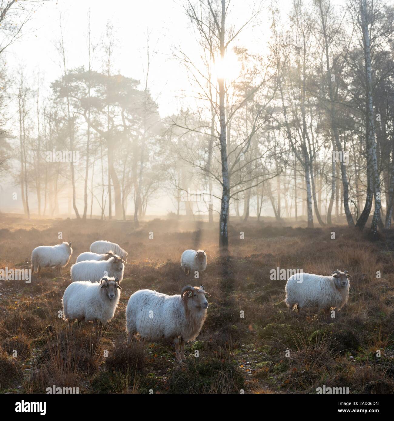 flock of dutch sheep on early morning autumnal heath near utrecht in warm sunlight in holland Stock Photo