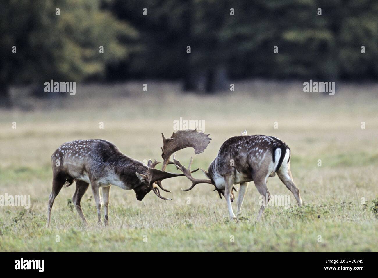 Fallow Deer, during conflict the bucks behavior escalates from groaning, parallel walks to fightingi Stock Photo