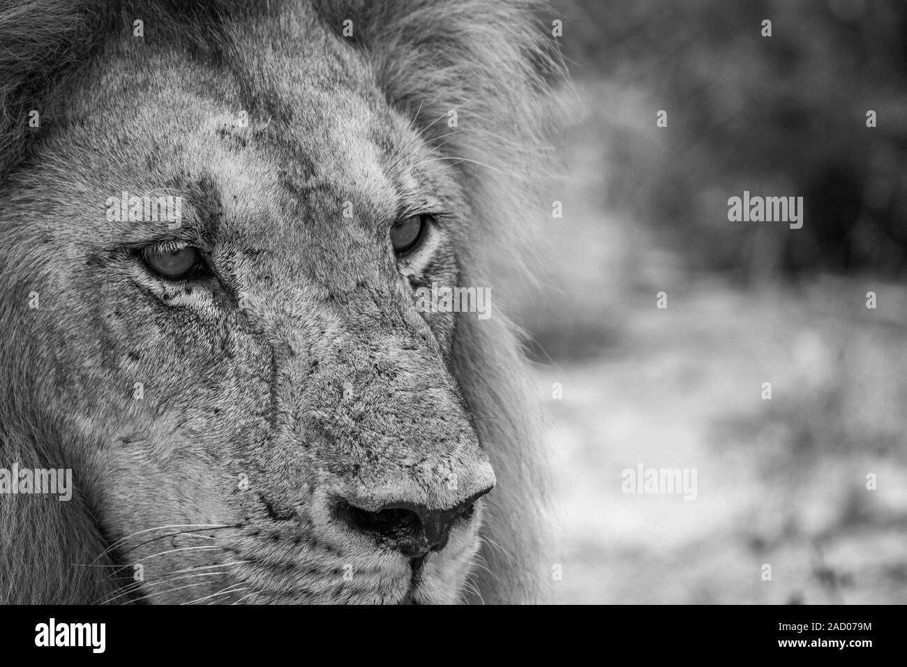 Starring Lion in black and white in the Kruger National Park. Stock Photo