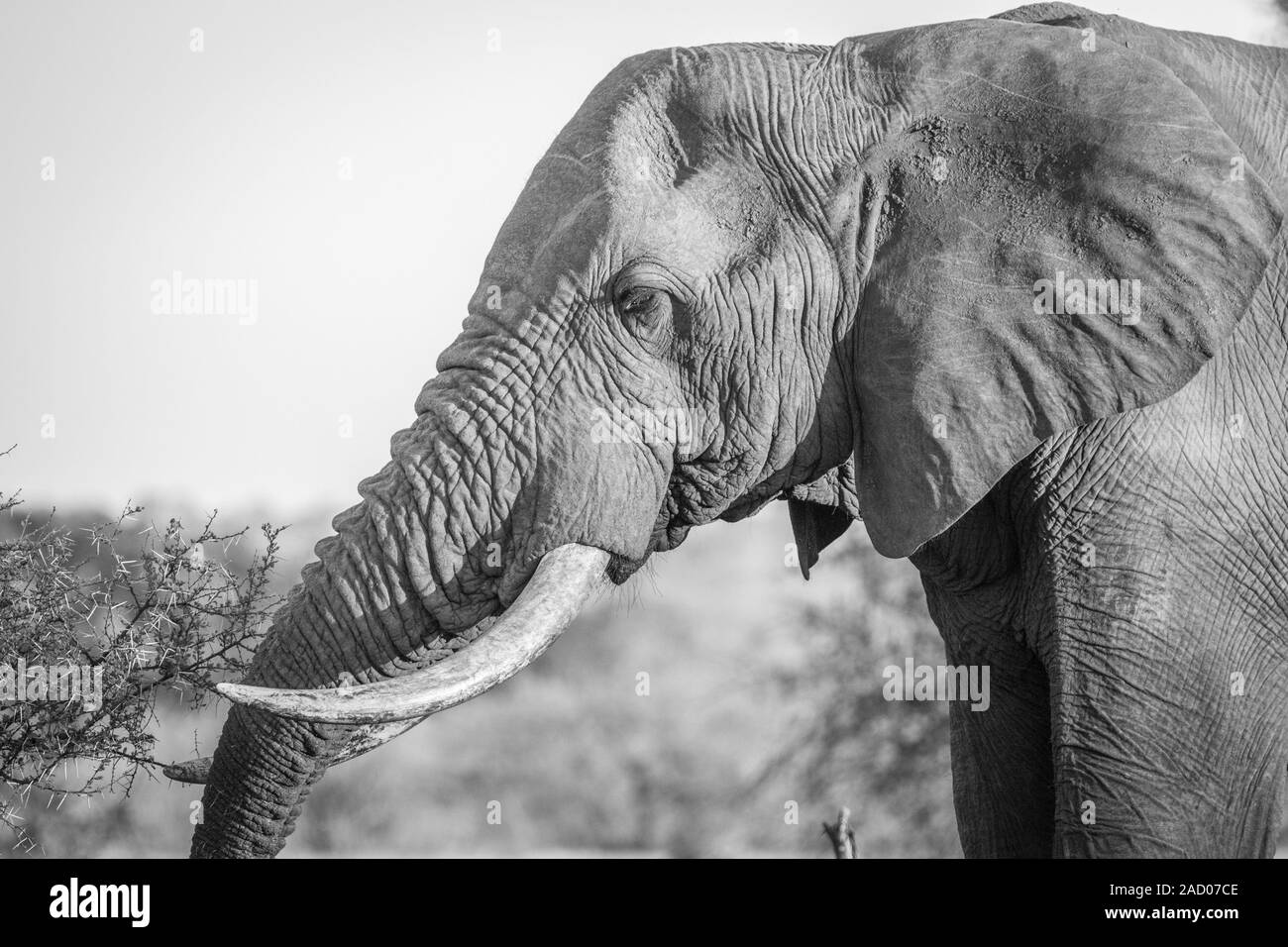 Side profile of an Elephant in black and white in the Kruger National Park. Stock Photo