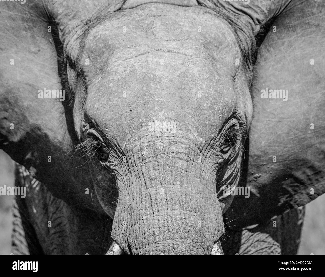 Young Elephant starring in black and white the Kruger National Park. Stock Photo