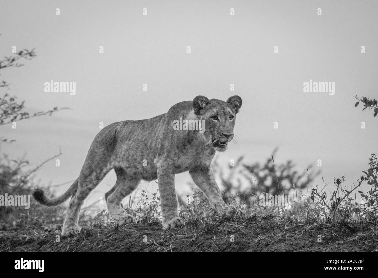 Walking Lion cub in black and white in the Mkuze Game Reserve. Stock Photo