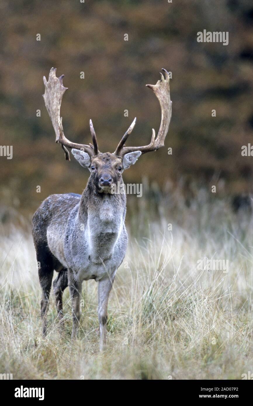 Fallow Deer, the bucks maintain a traditional, defended rutting stand Stock Photo