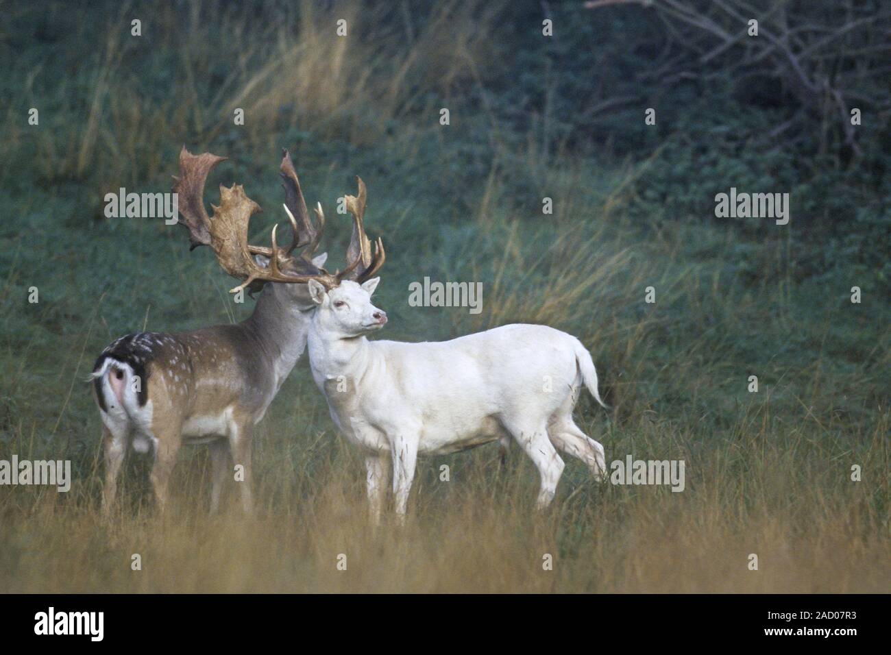 fallow-deer-there-are-four-main-variations-in-coat-from-white-to-black