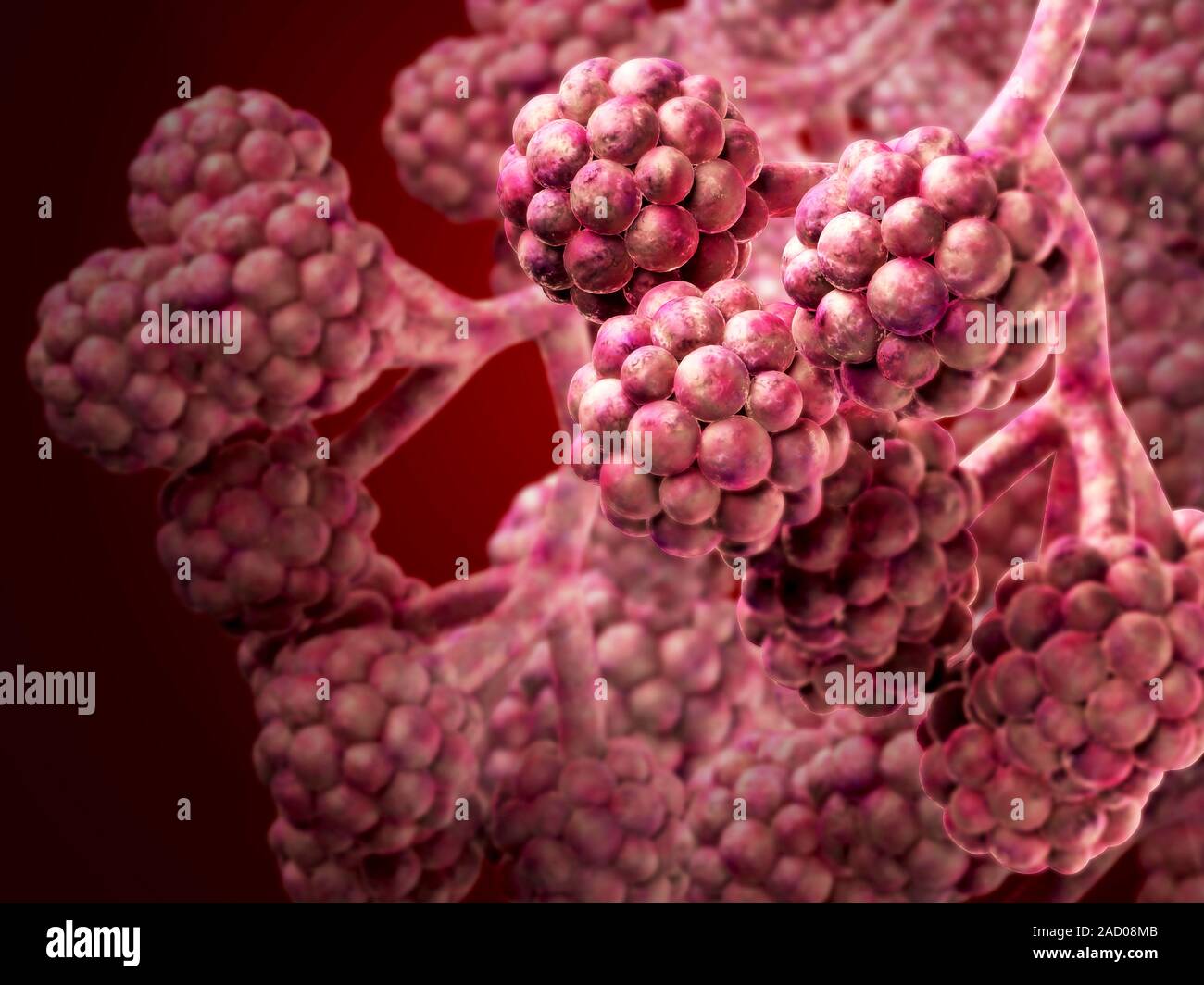 Alveoli. Illustration of alveoli in the lung showing tiny air tubes