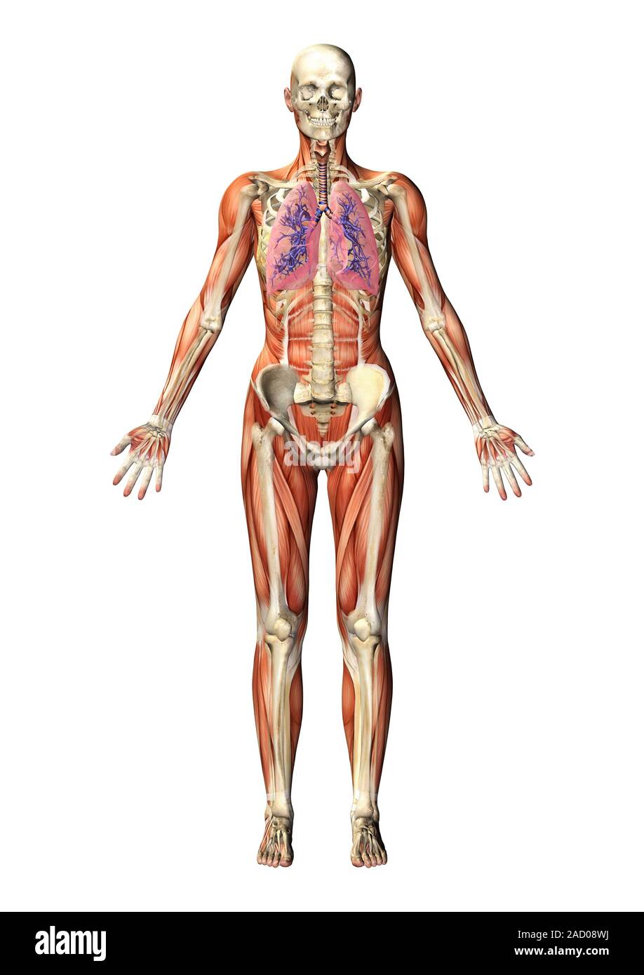 Human anatomy. Computer illustration of human anatomy, showing skeleton ...