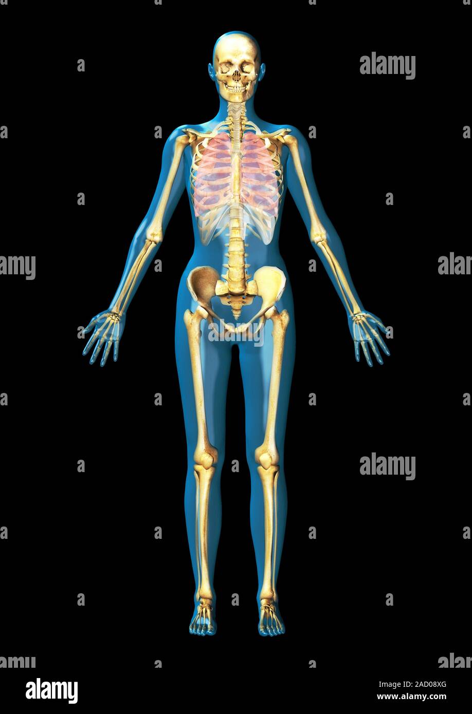 Human anatomy. Computer illustration of human anatomy, showing skeleton ...