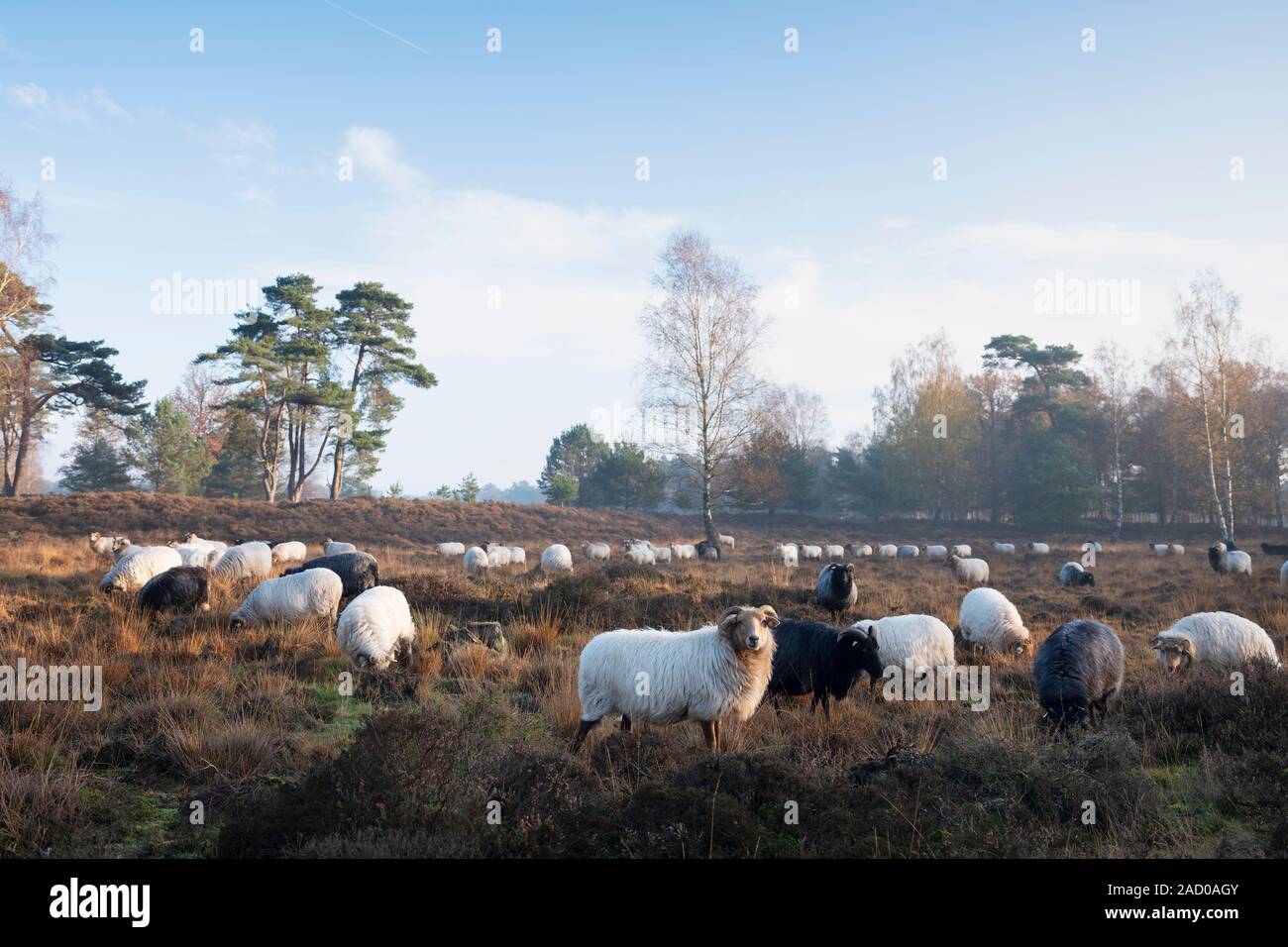 flock of dutch sheep on early morning autumnal heath near utrecht in warm sunlight in holland Stock Photo