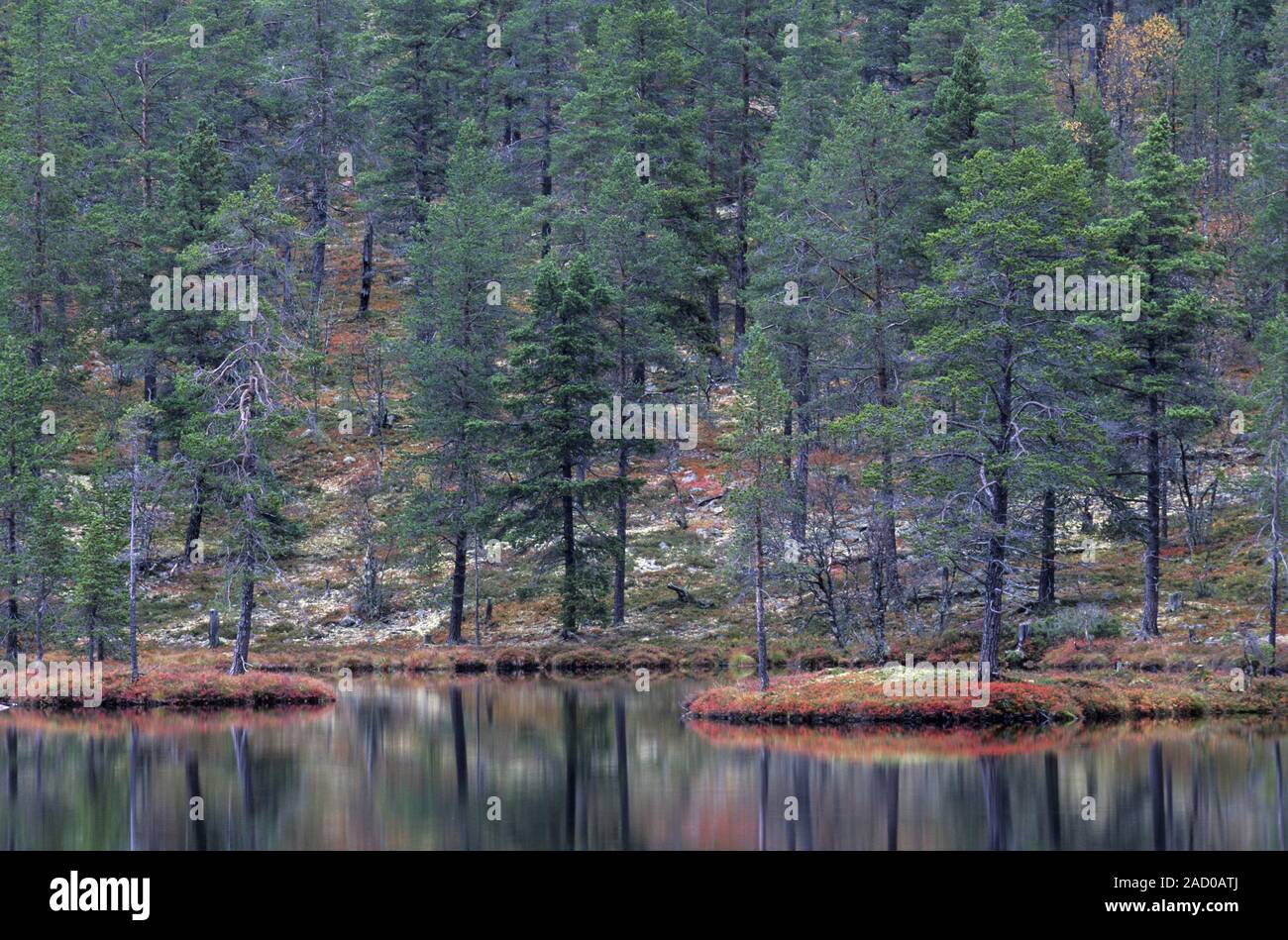 Blueberries and pines in fall reflected in Haellsjoen  -  Dalarnas Laen Stock Photo
