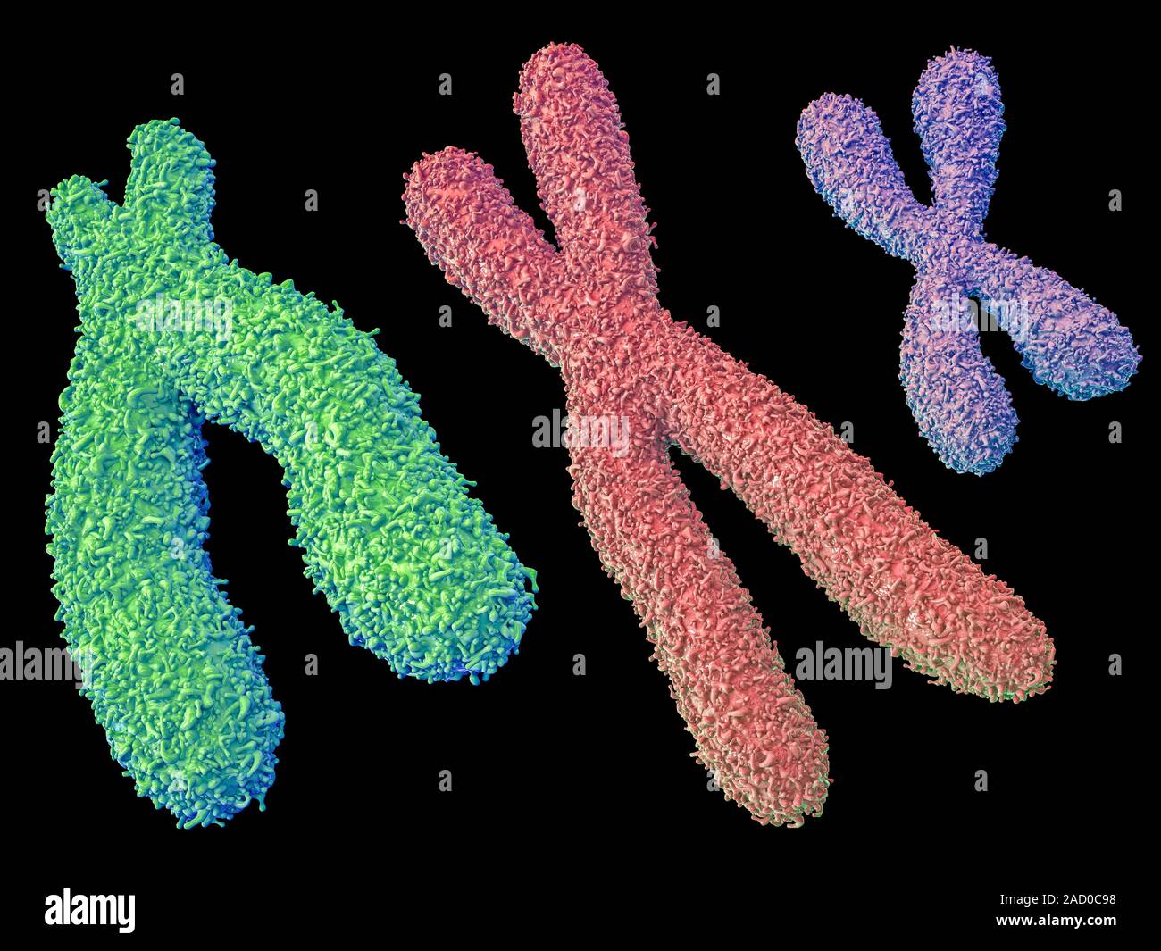 Chromosomes. Computer illustration of human chromosomes. Chromosomes ...