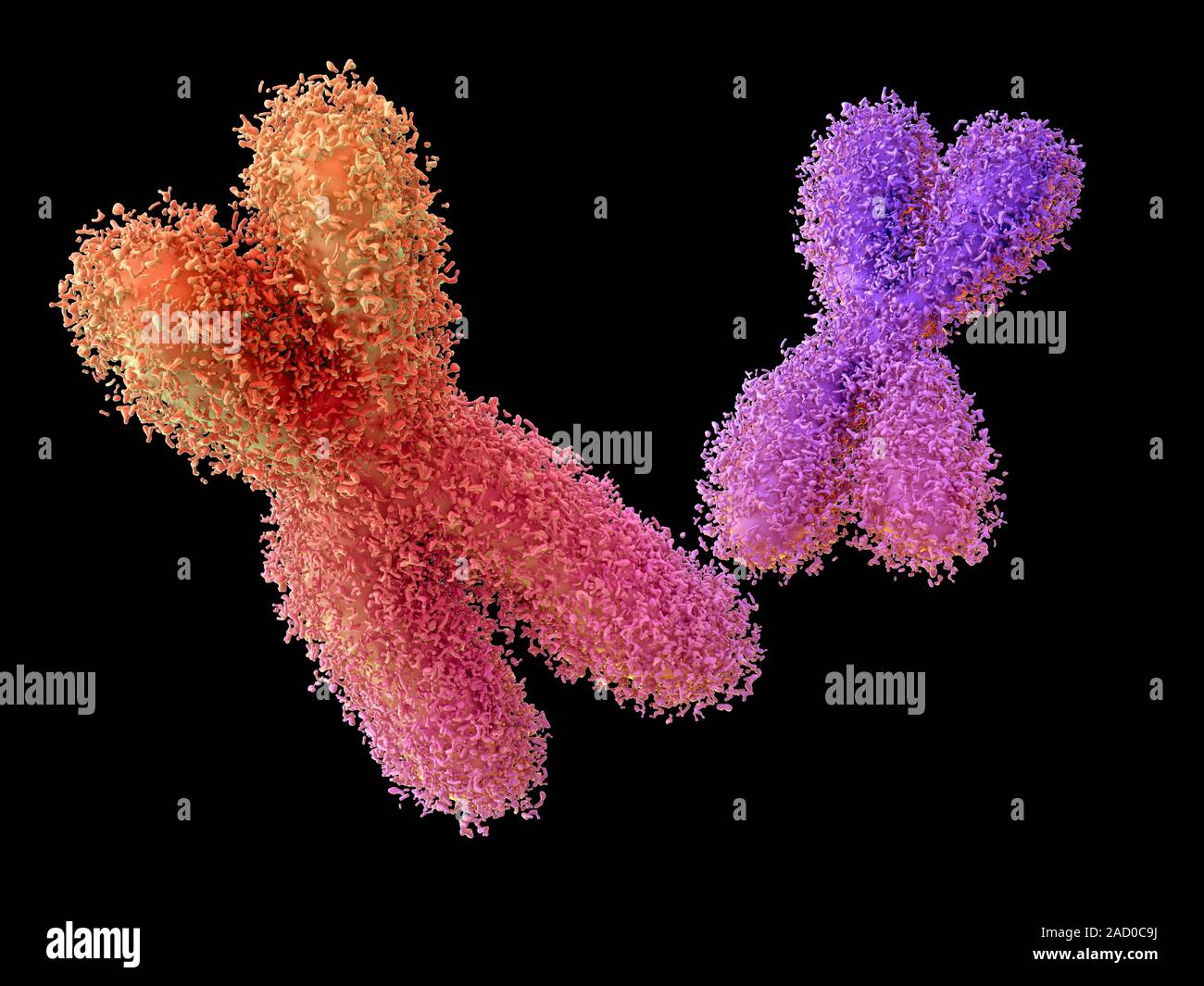 Chromosomes. Computer illustration of human chromosomes. Chromosomes ...