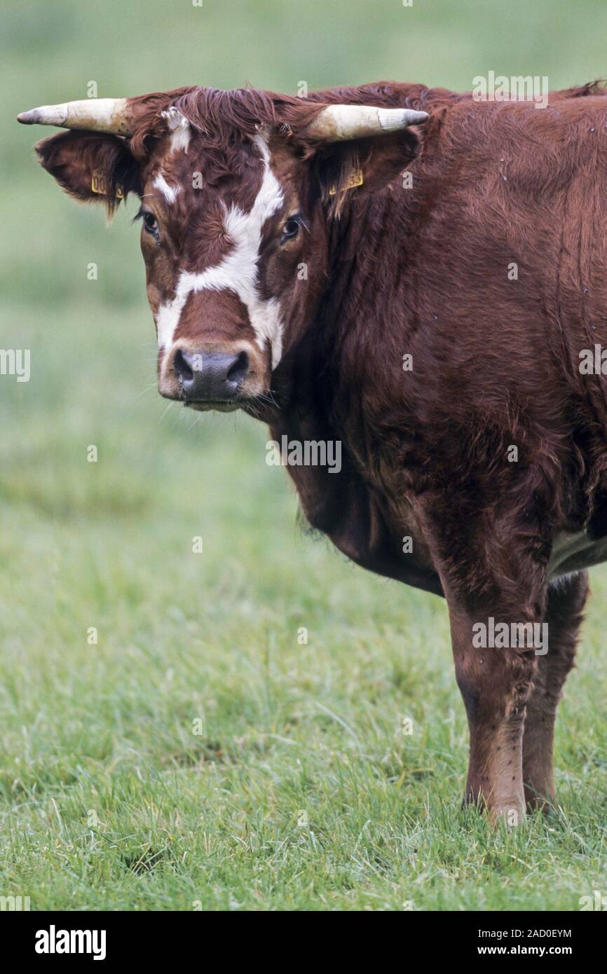 Domestic Cattle, the sleep time is about 4 hours a day Stock Photo