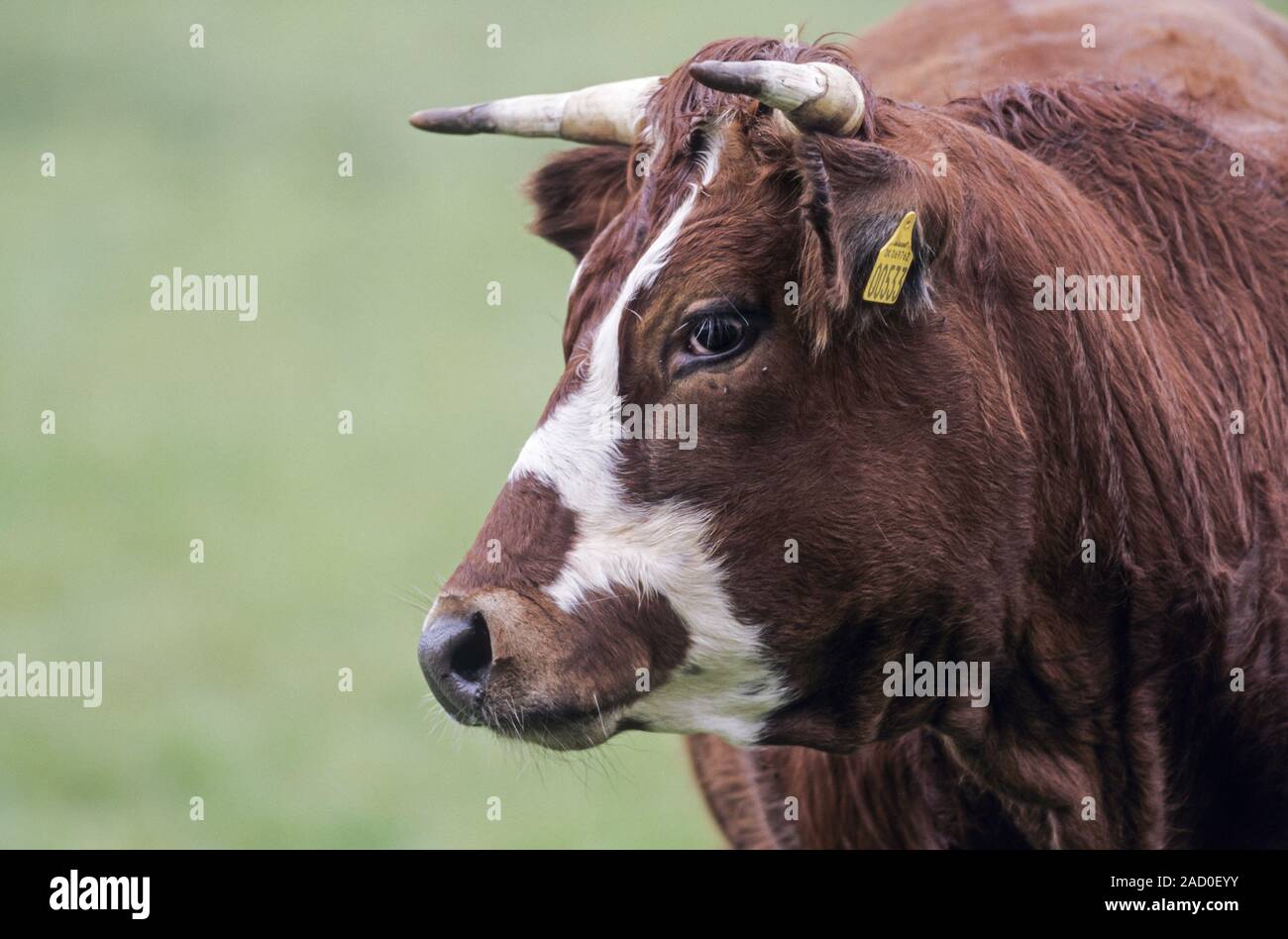 Domestic Cattle are one of the first livestock animals to have a fully mapped genome Stock Photo
