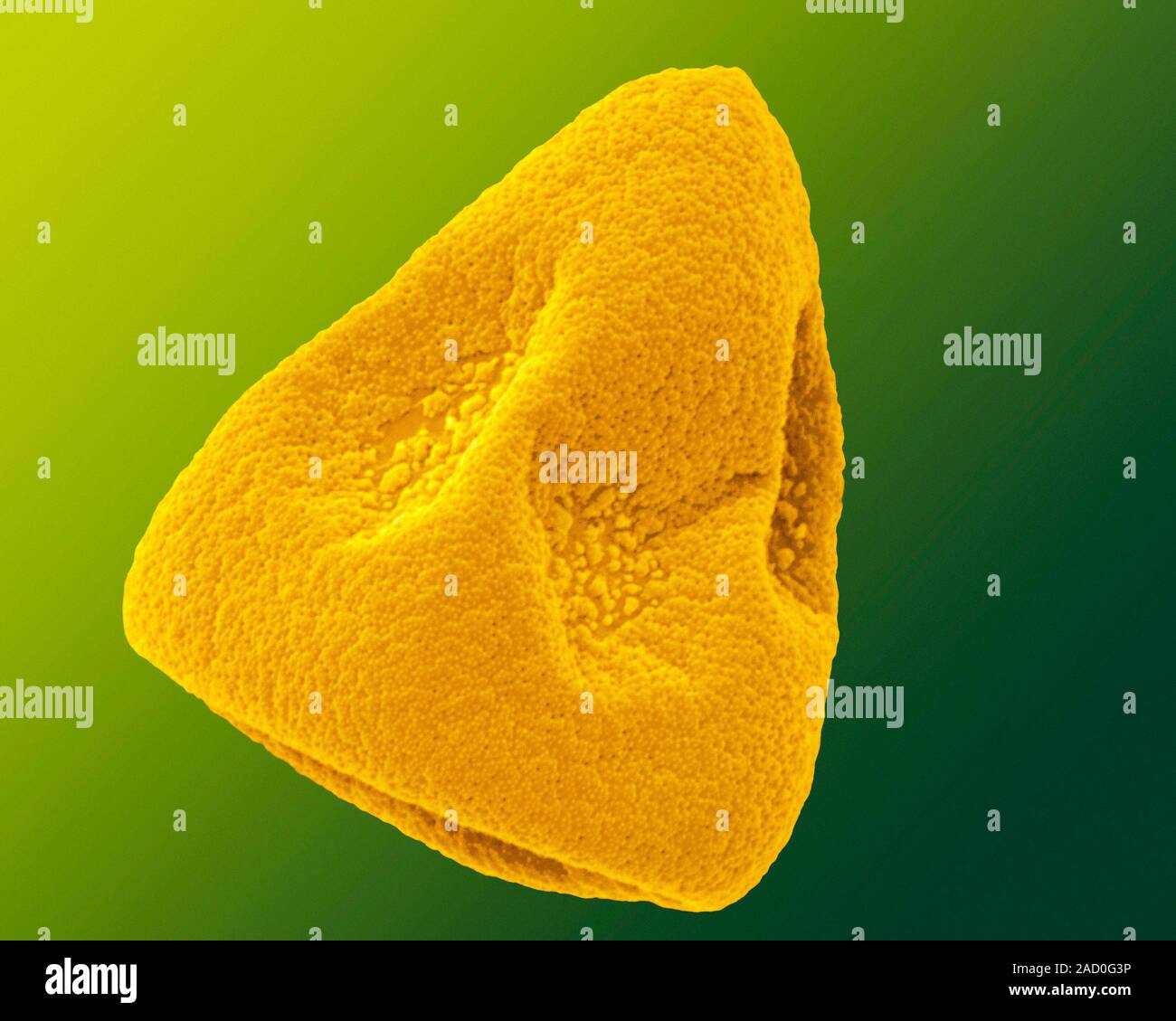 Daffodil pollen. Coloured scanning electron micrograph (SEM) of a
