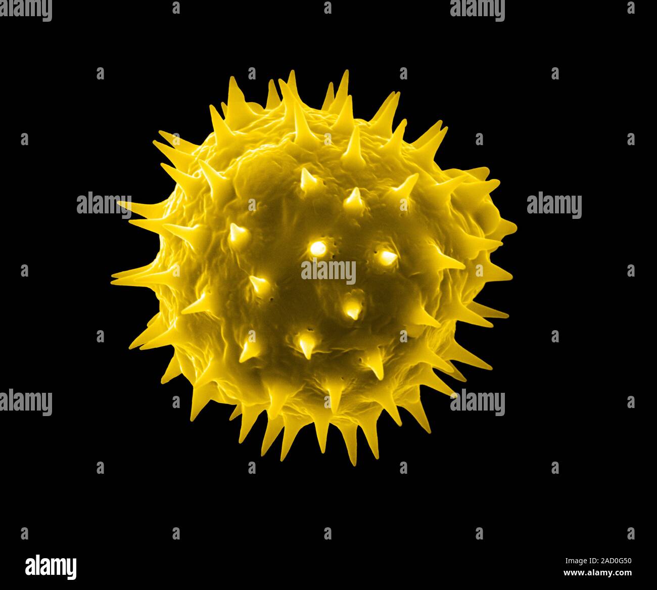 Sunflower pollen. Coloured scanning electron micrograph (SEM) of a ...