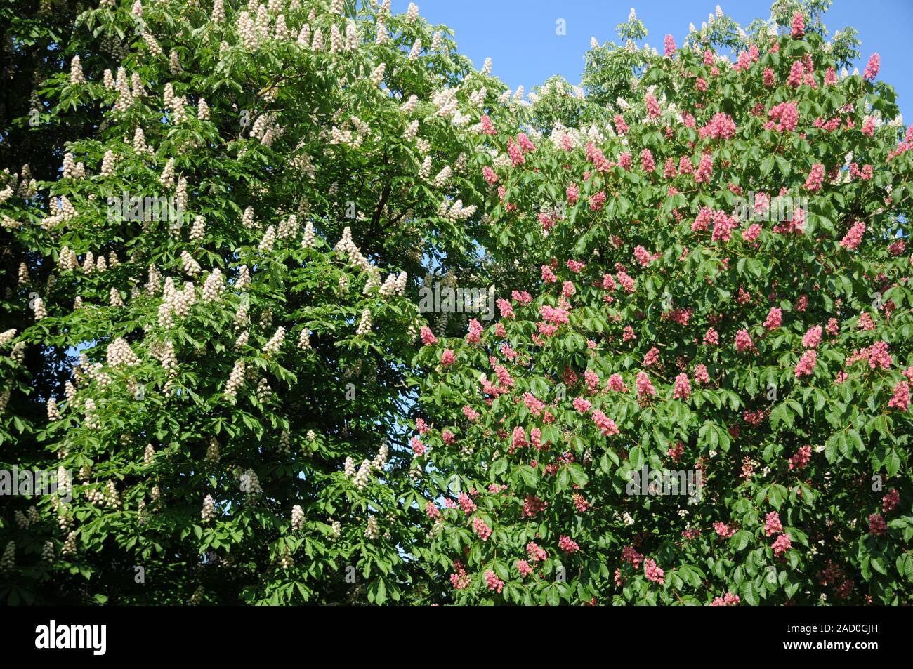 Aesculus x carnea Briotii, Red-flowering horse chestnut, Aesculus hippocastanum Stock Photo