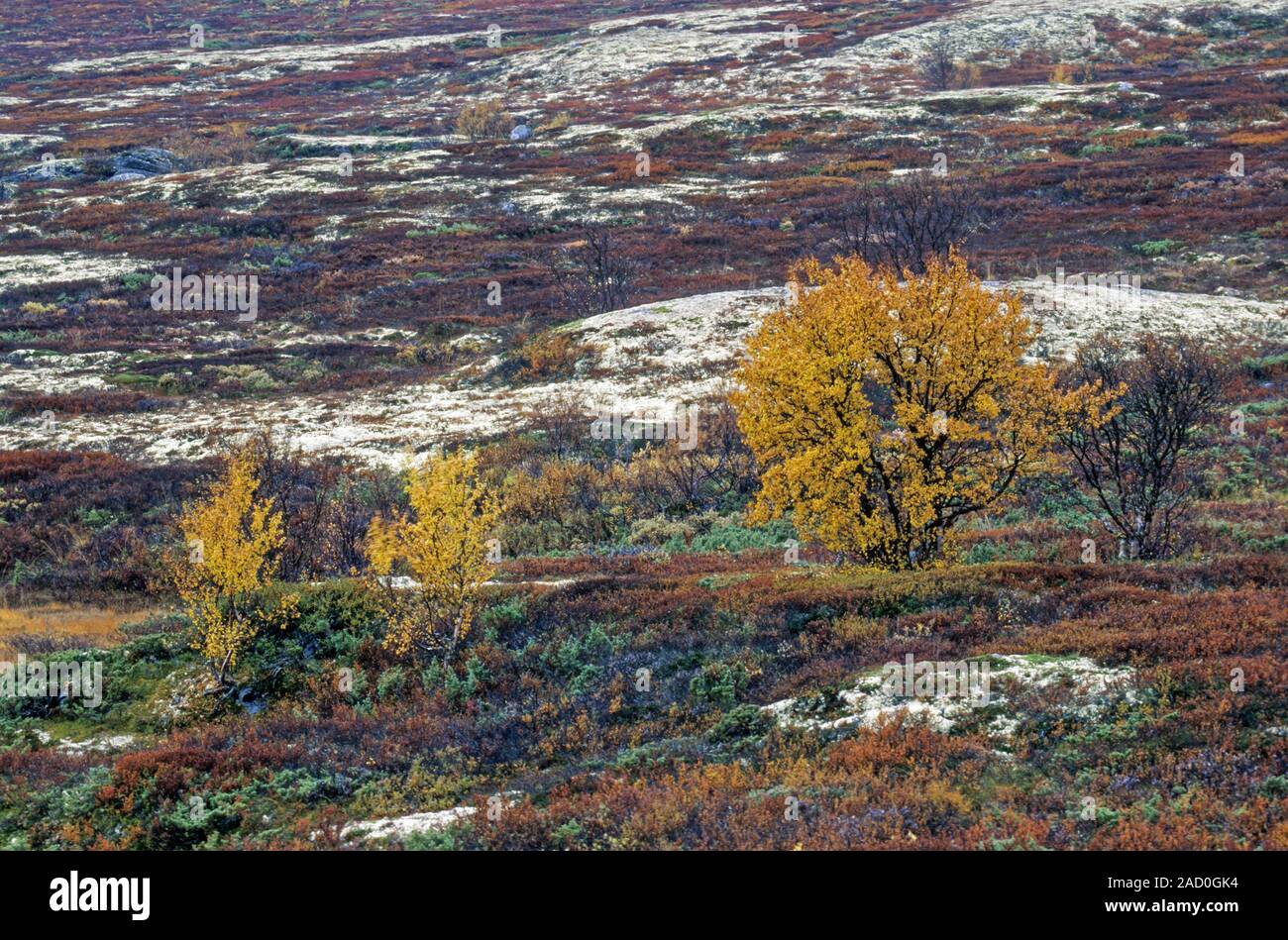 Tundra with birches in autumn / Dovrefjell-Nationalpark  -  Soer Trondelag Norwegen Stock Photo