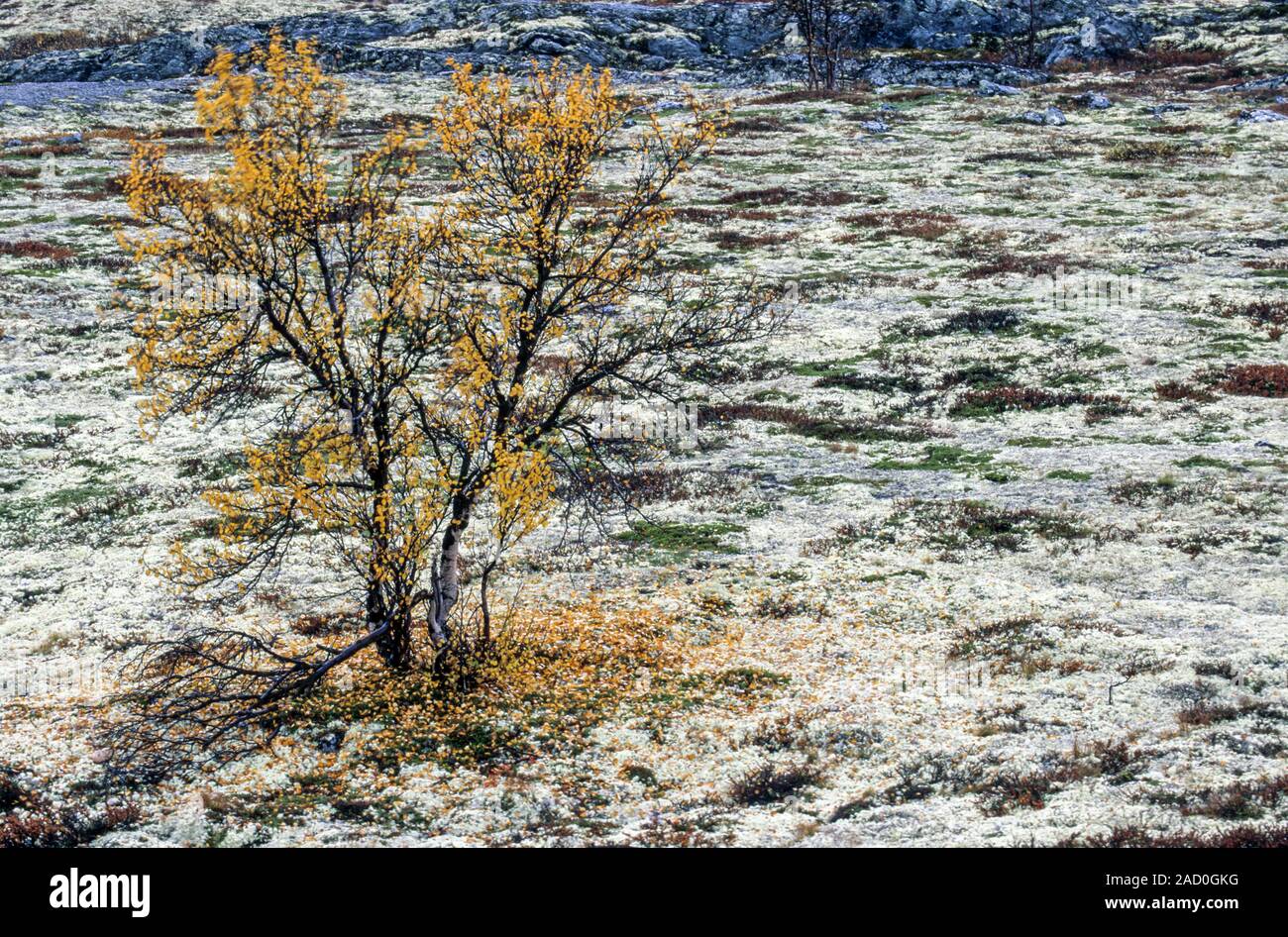 Tundra with birch in autumn / Dovrefjell-Nationalpark  -  Soer Trondelag Norwegen Stock Photo