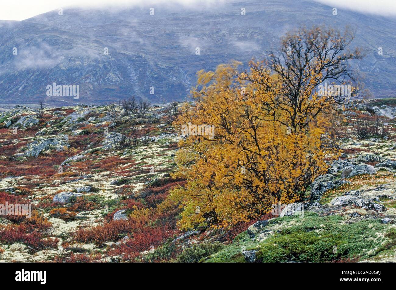 Tundra with birches in autumn / Dovrefjell-Nationalpark  -  Soer Trondelag Norwegen Stock Photo