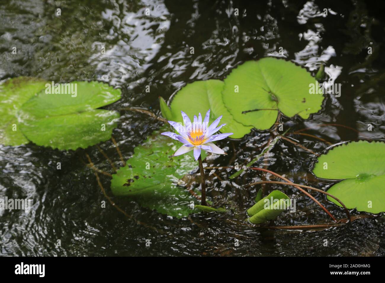 Mauritius, Tropical water lily, Water lily, Nymphaeaceae Stock Photo