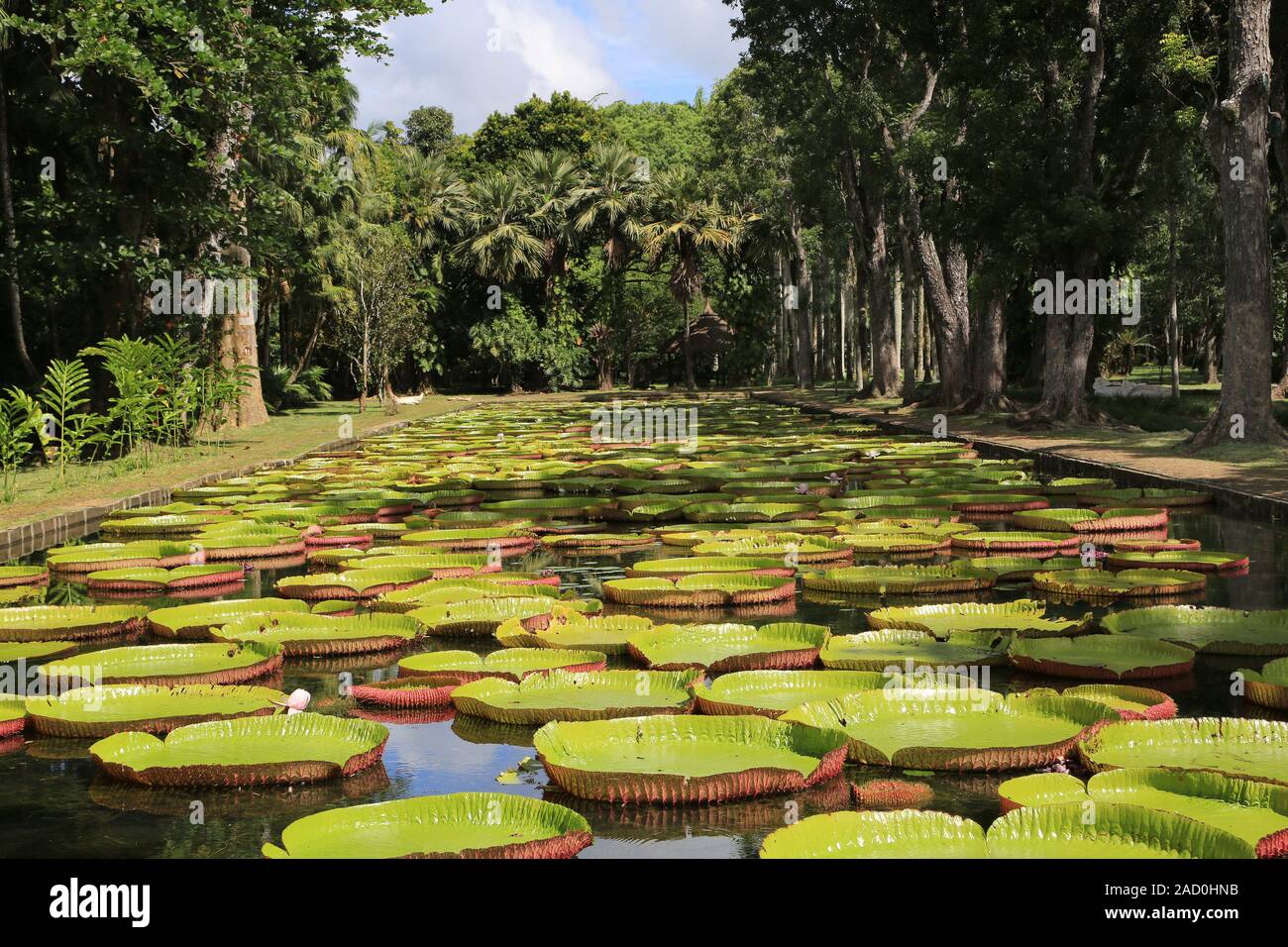 Mauritius, Pamplemousses, Botanischer Garten, Victoria regia Stock