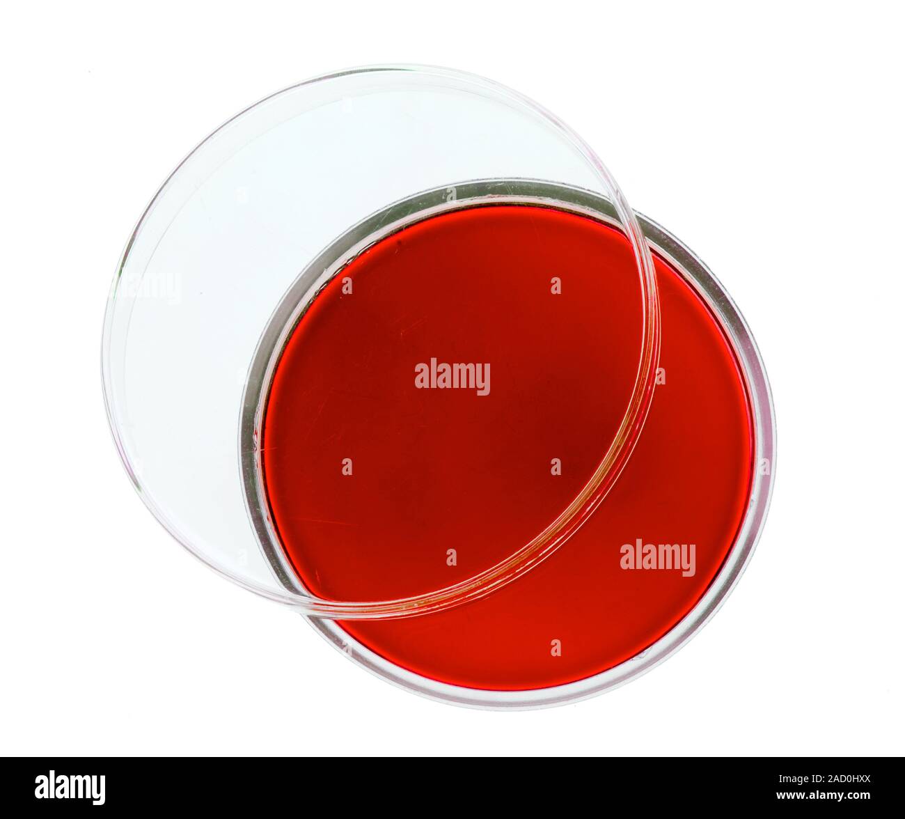 Cell culture plate with growth medium Stock Photo Alamy