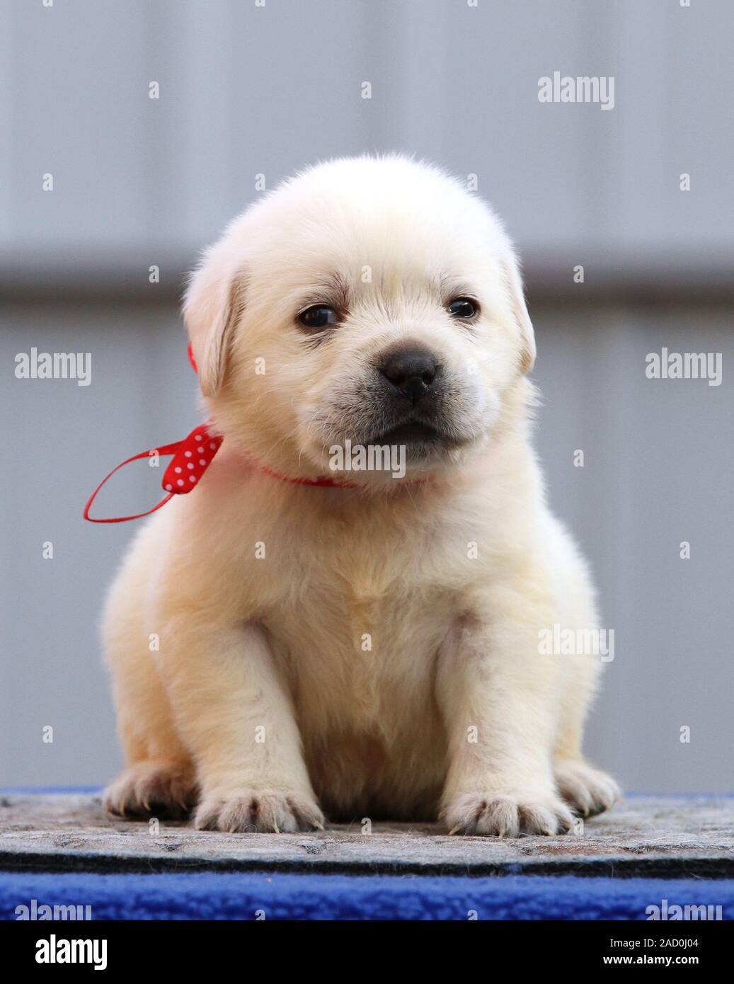 cute little labrador puppies
