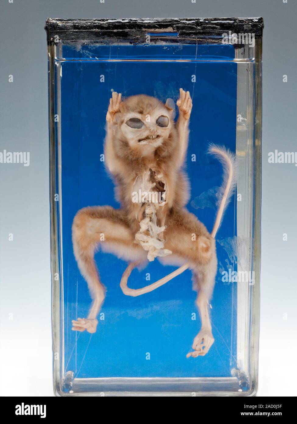 Demidoff's dwarf galago. Preserved specimen of Demidoff's dwarf galago