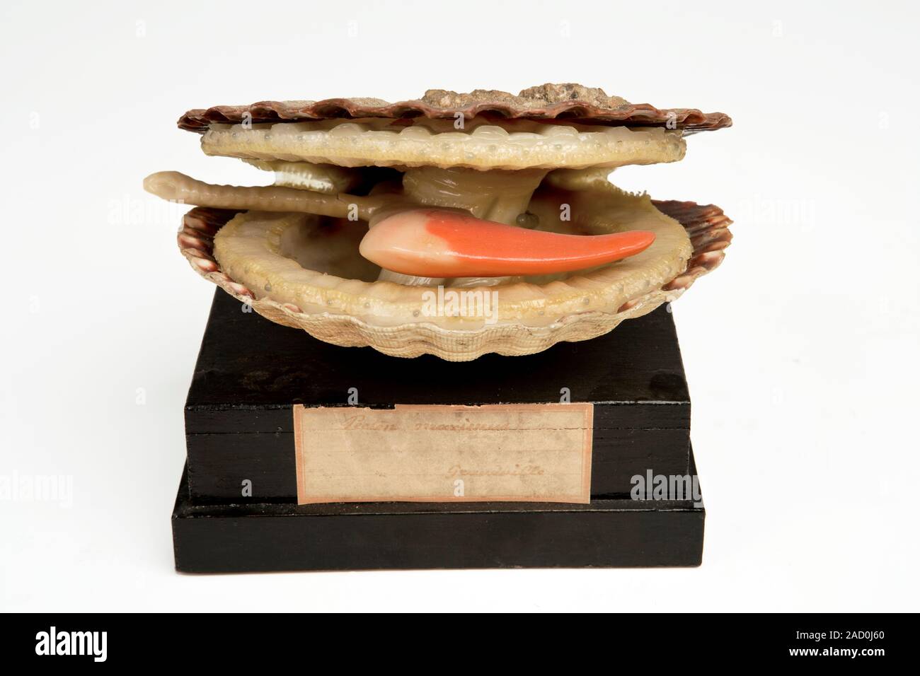 Great scallop. Model of a great scallop or king scallop (Pecten maximus