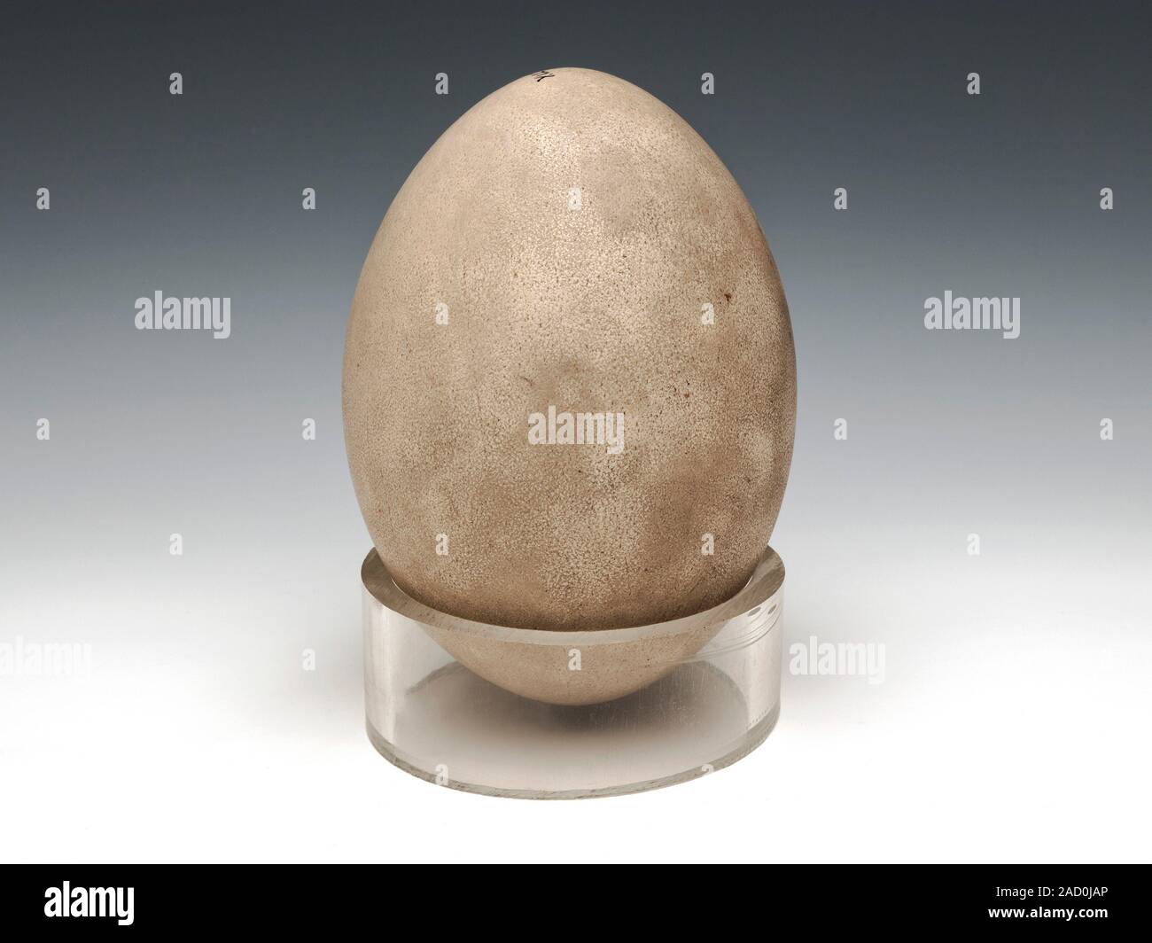 Rhea egg. Preserved egg of the rhea, a flightless bird native to South