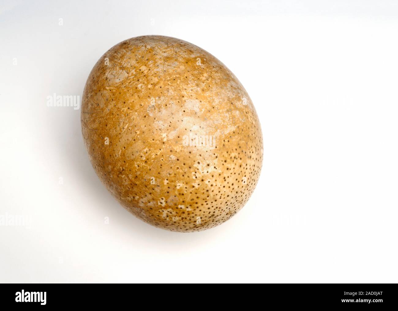 Ostrich egg. Preserved egg of an ostrich (Struthio camelus Stock Photo