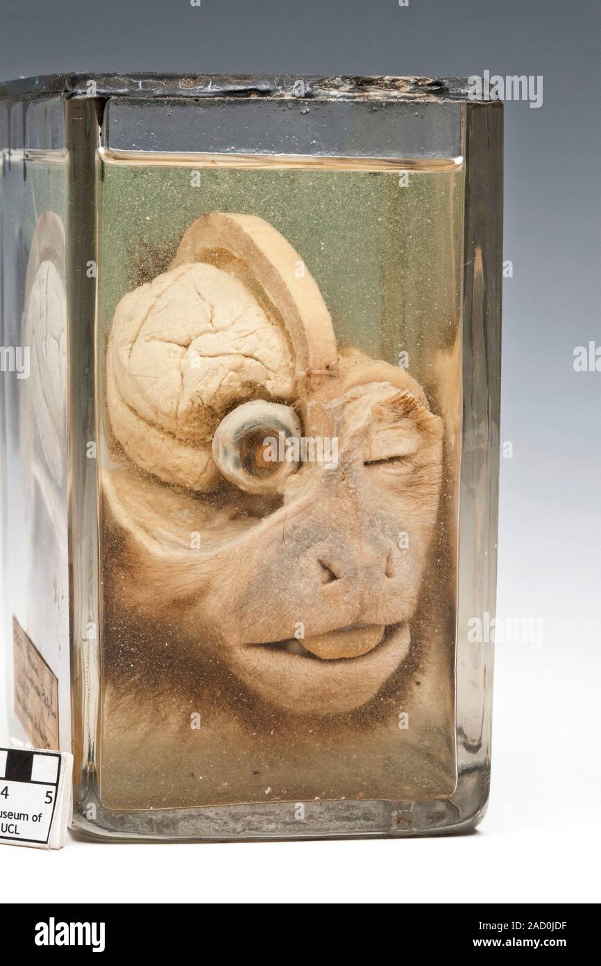 Capuchin monkey dissection. Dissected head of a capuchin monkey, with