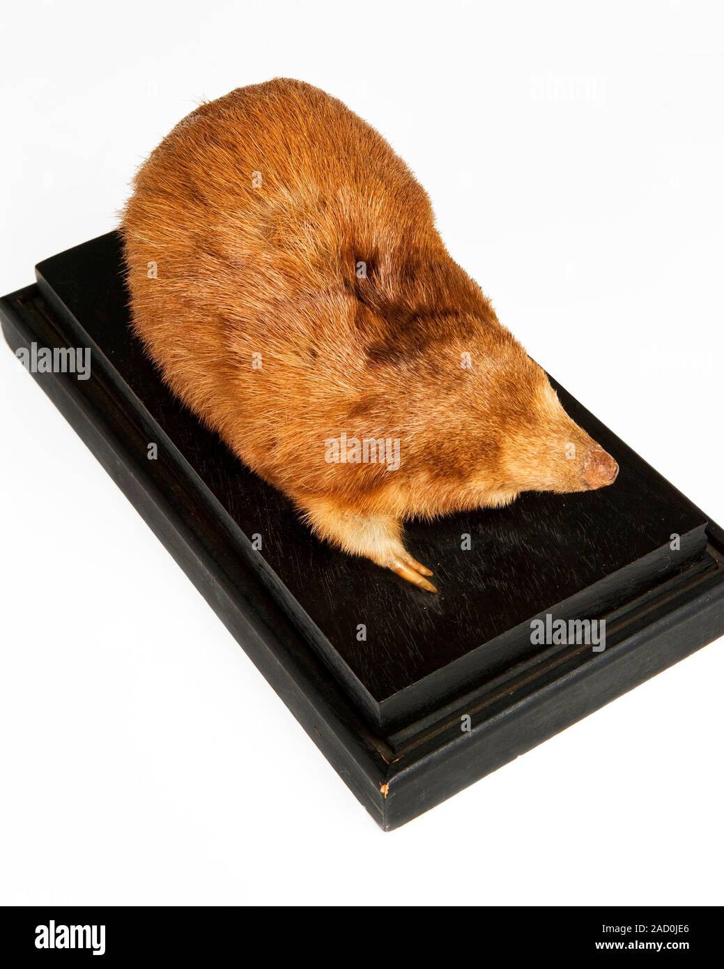 Giant golden mole. Taxidermy specimen of a giant golden mole