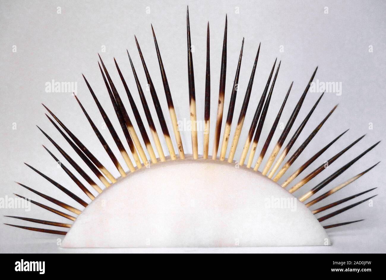 Porcupine quills. Quills from a strip of pelt of a porcupine (Hystrix