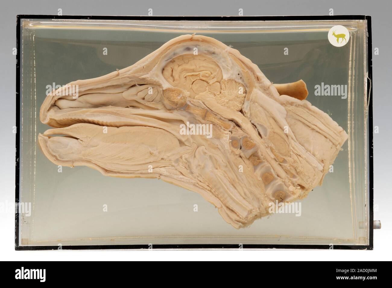 Calf head. Preserved specimen of the bisected head of a domestic calf (Bos taurus) showing the