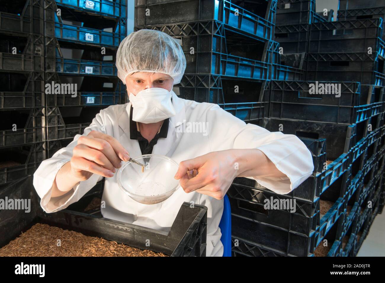 Breeding insects for human consumption. Scientist with mealworms that