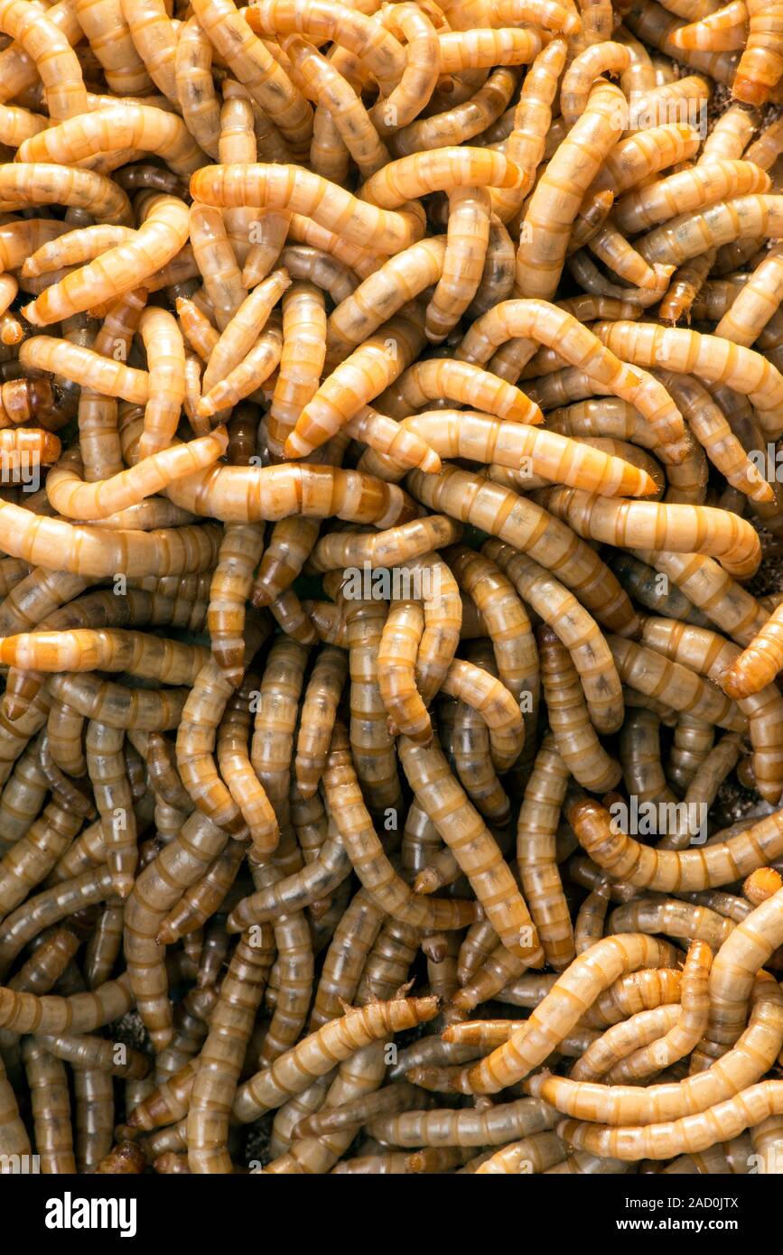 Breeding insects for human consumption. Mealworms that are being bred for human consumption