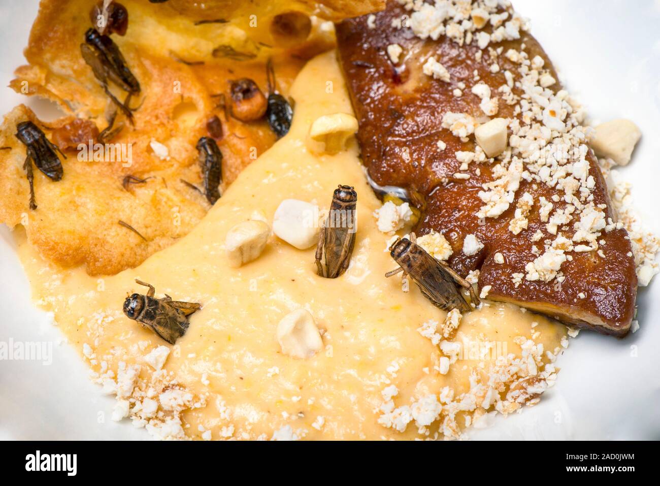 Insects for human consumption. Dish made using mealworms and house crickets (Acheta domesticus