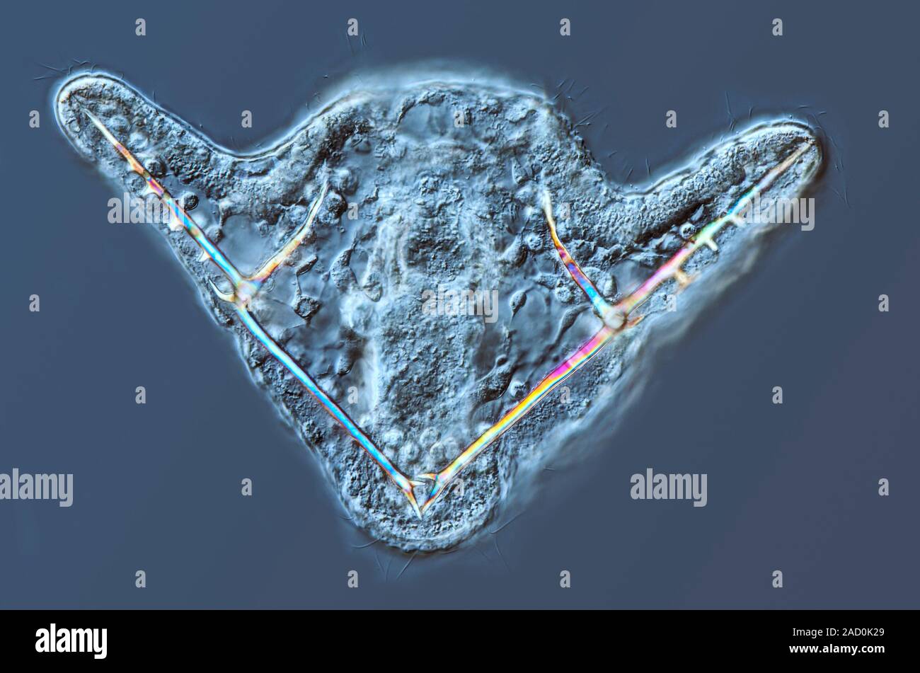 Brittle star pluteus larva of unknown genus, found planktonic in the North sea. These planktonic