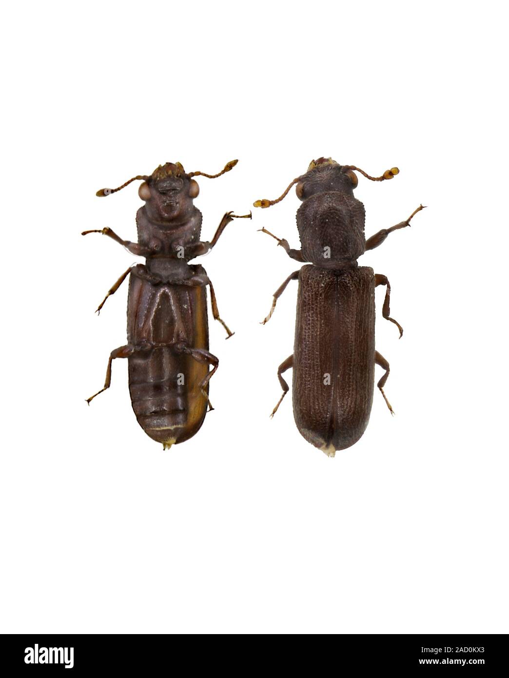 Powder post beetle, ventral and dorsal views. The powder post beetle