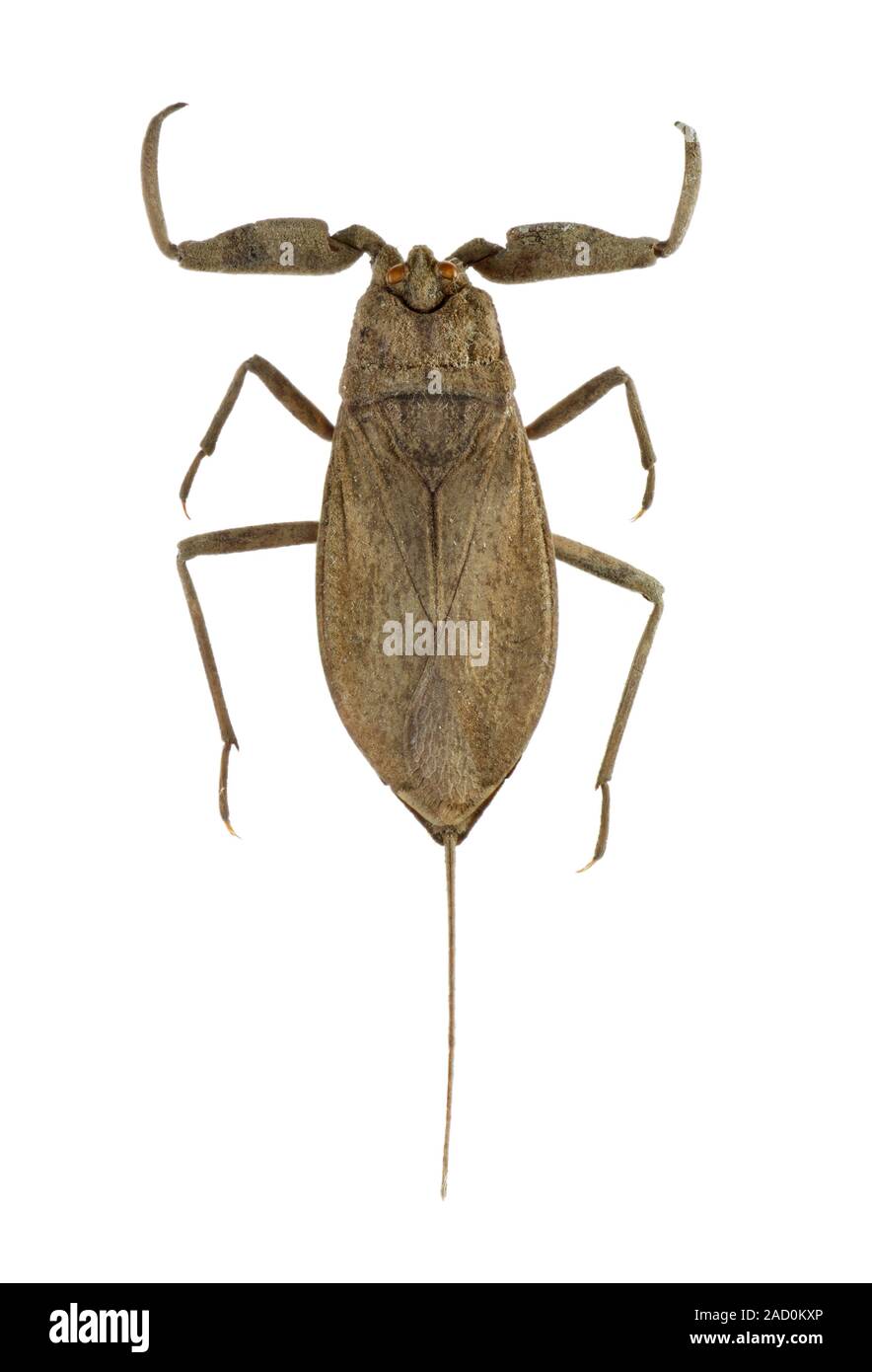 Water scorpion (Nepa cinerea). This species of water scorpion is ...