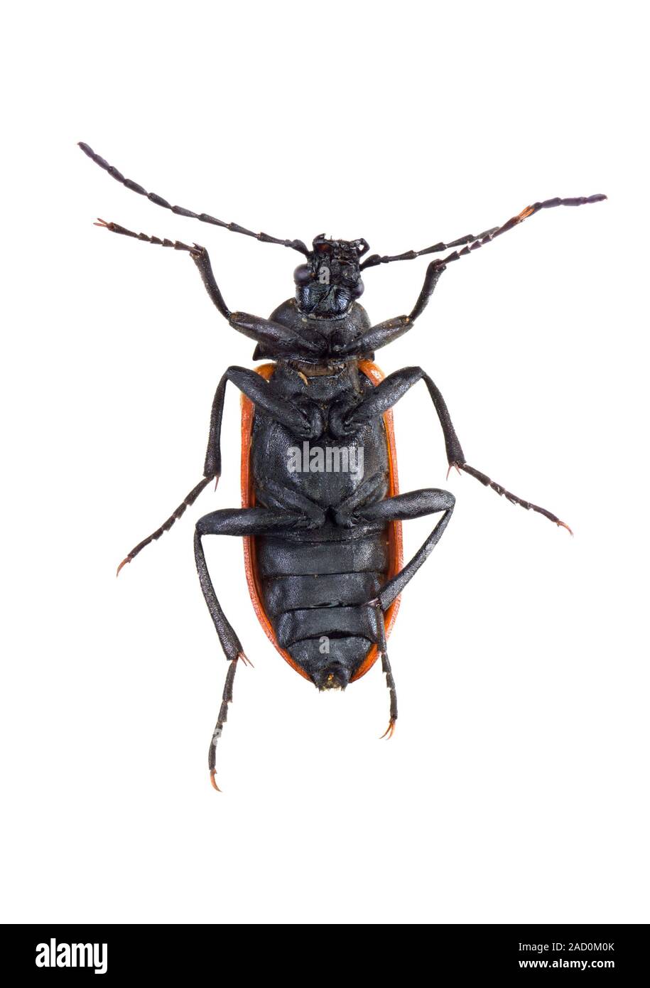 Darkling beetle. View of the underside of a male darkling beetle