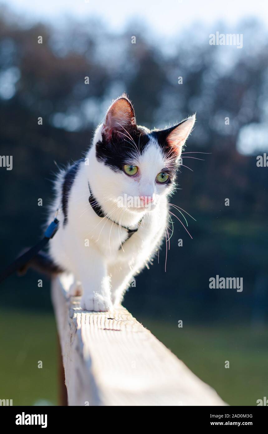 Bicolor cat walking on the edge Stock Photo