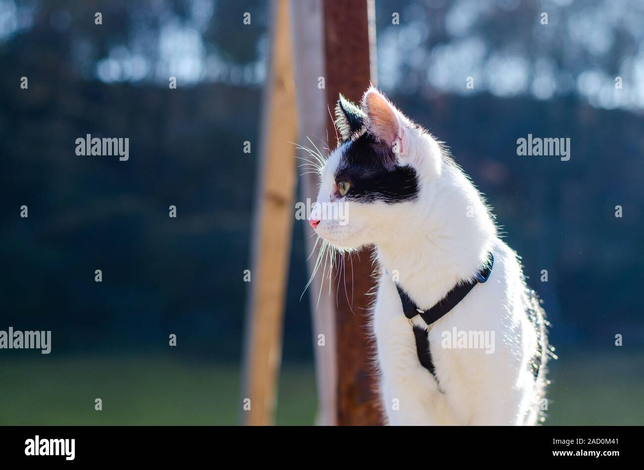 Curious bicolor cat looking to the horizon Stock Photo