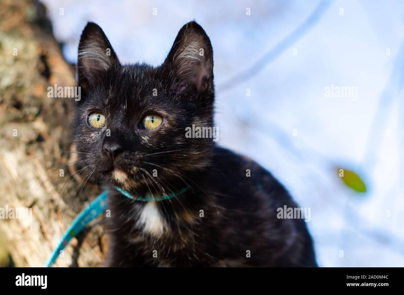 Tortie kitten climbed in tree looking perfect Stock Photo