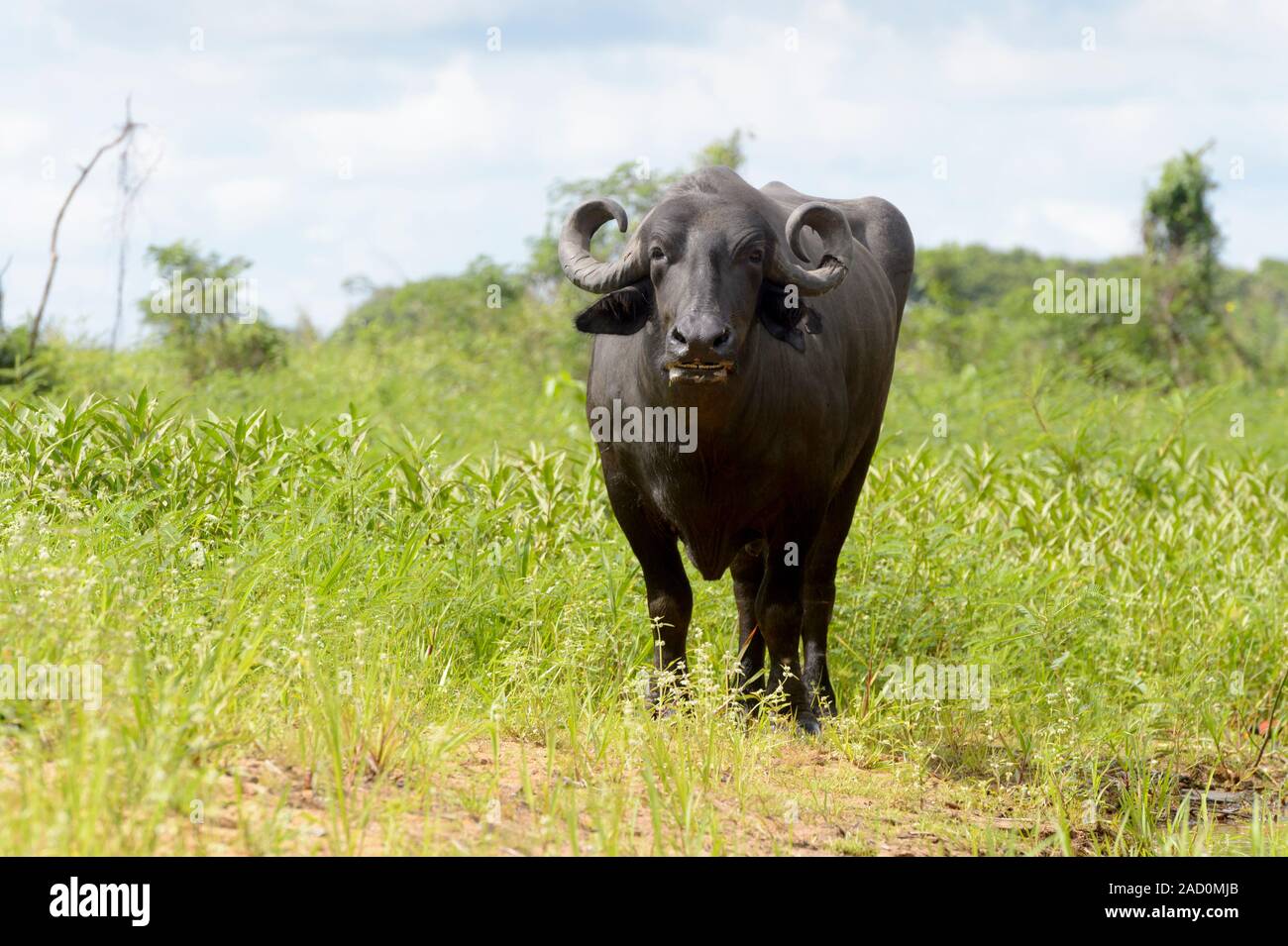 Water buffalo or Domestic Asian water buffalo (Bubalus bubalis) standing, looking at camera, Pantanal, Mato Grosso, Brazil Stock Photo